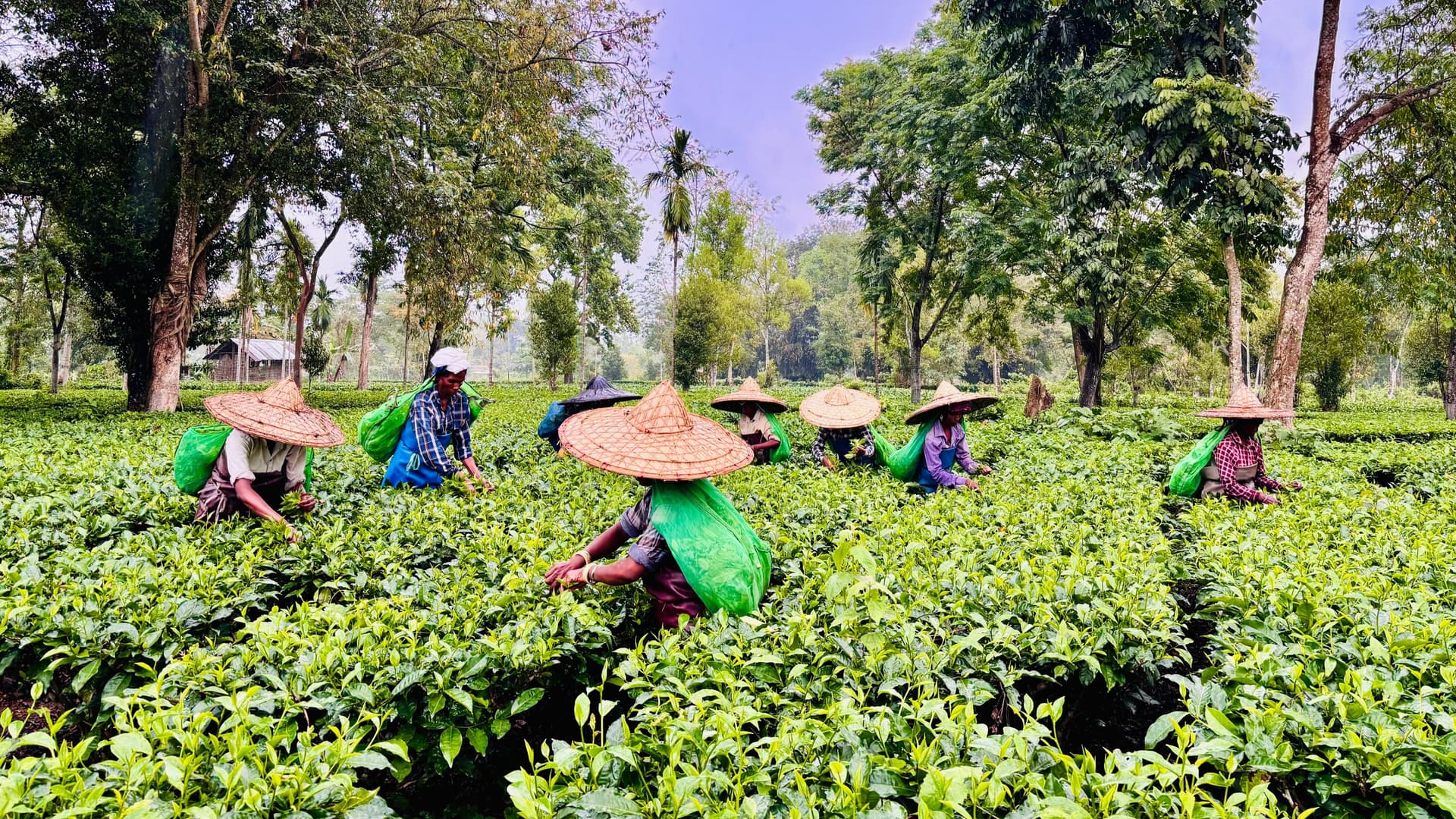 Zironi tea gardens in Assam - Image 4